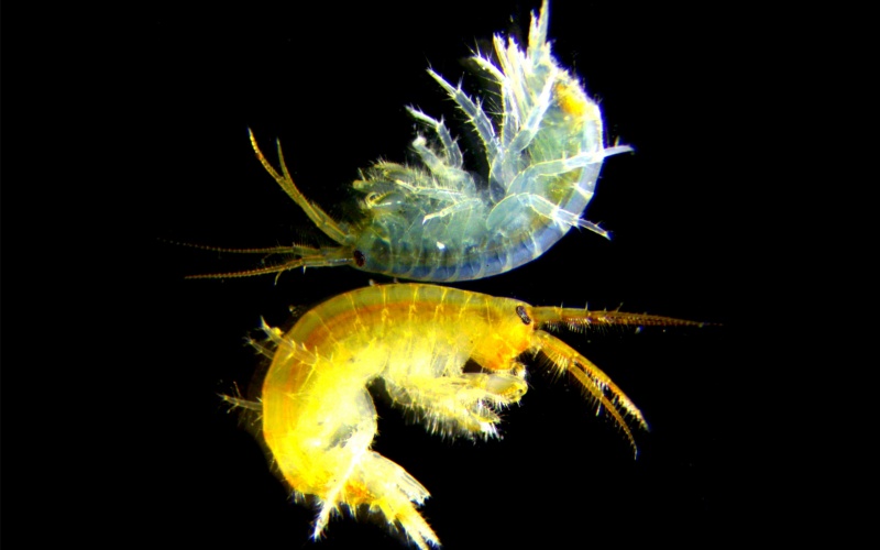 Eulimnogammarus-cyaneus.jpg