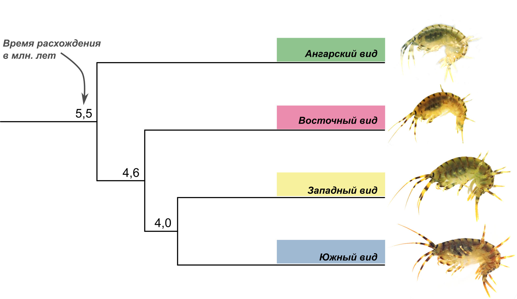 Рисунок 3. Время расхождения видов-«двойников» Eulimnogammarus verrucosus